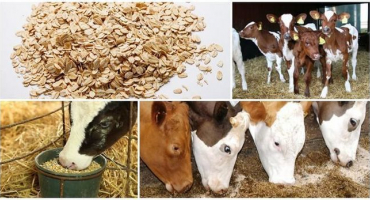 Je možné dávat herkules telatům a jak ho vařit, je to zdravé nebo ne